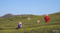 崇阳10万亩春茶开采